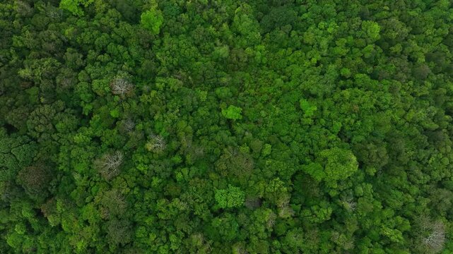 aerial view of dark green forest Abundant natural ecosystems of rainforest. Concept of nature forest preservation and reforestation.	