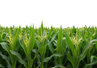 Obraz premium Lush young corn plants with deep green leaves and golden tassels in a dense field, transparent background, copy space, soft natural light, concept for produce advertising