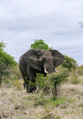 Obraz premium african elephant stands among trees and shrubs in natural habitat, savanna. large ears, prominent tusks, rough, wrinkled skin are clearly visible. overcast sky, cloudy day. South Africa, Kruger park