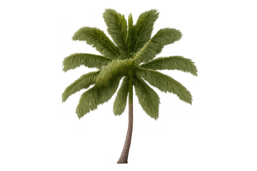Palm tree with lush green fronds, representing tropical summer holidays, isolated on transparent background