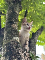 cat on a tree © Gayan