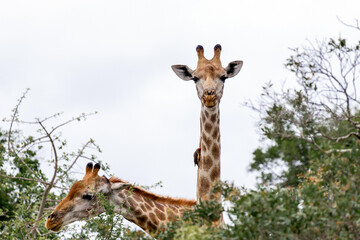 Two giraffe against a light sky with green foliage. Wildlife safari in national park. Animal in natural habitat.