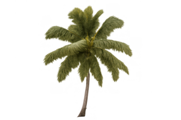 Palm tree with abundant green leaves, symbolizing a tropical vacation, summer holiday, and exotic travel. Transparent background