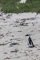 Obraz premium Cape penguin standing alone on a sandy beach with green vegetation in the background, facing right in a calm natural environment.