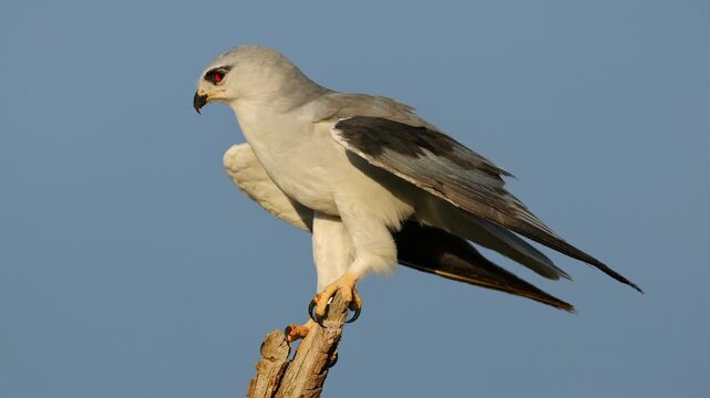 A black-winged kite (Elanus caeruleus) on a branch balancing in the wind with open wings, South Africa