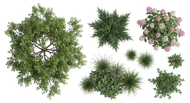 Set of realistic vegetation in plan view for architectural site plans and gardening