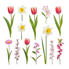 Spring Flowers Collection Isolated Black Background