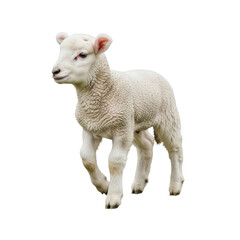 Obraz premium Cute Lamb Walking Isolated Black Background