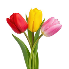 Naklejka premium Red Yellow Pink Tulips Bunch Isolated Black