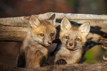 Curious Red Fox Kits Peeking From Behind a Forest Log