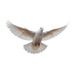 Fototapeta premium White Dove Flying Black Background Wings Spread