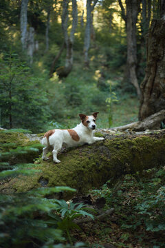 A Jack Russell Terrier walks along a thick fallen log surrounded by greenery. Sunlight highlights the movement across the mossy surface.