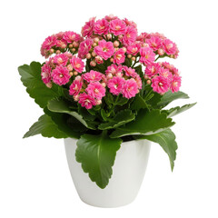Fototapeta premium Pink Kalanchoe Plant in White Pot