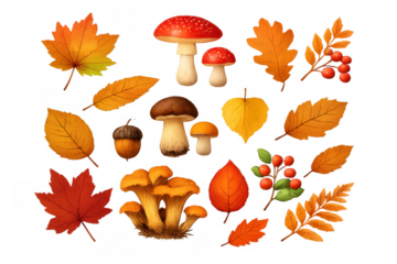 Autumn season collection featuring various fall leaves, forest mushrooms, rowan berries, and acorns, transparent background