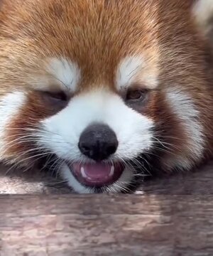 Cute red panda 
