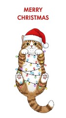 Brown Cat Wearing Santa Hat and Christmas Lights on White Background Merry Christmas