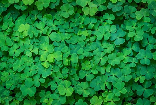 Close Up of Lush Green Clover Patch Background standard - Powered by Adobe