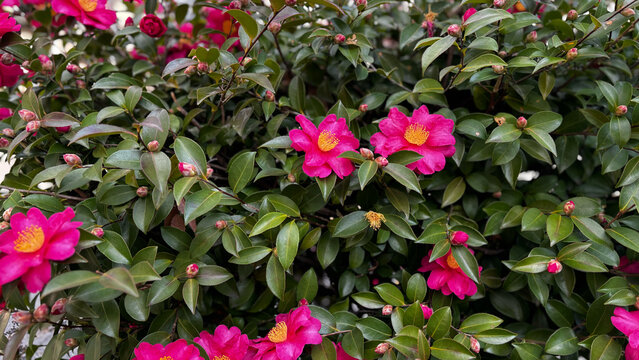 山茶花　茶花　石蕗　南天他 山茶花のブログ | 科技研花图画书