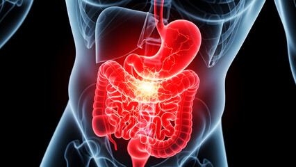 Human Digestive System with Red Glow Indicating Pain in Stomach and Intestines