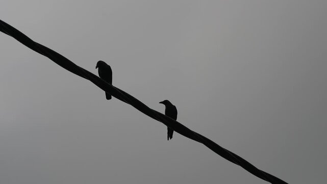 Two crow birds sitting on a wire. One is black and the other is white