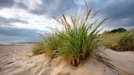 Overgrown beach grass on sand dunes with soft light from cloudy sky. 
