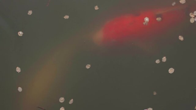 JapJapan koi fish or Fancy Carp swimming in a black pond fish pond