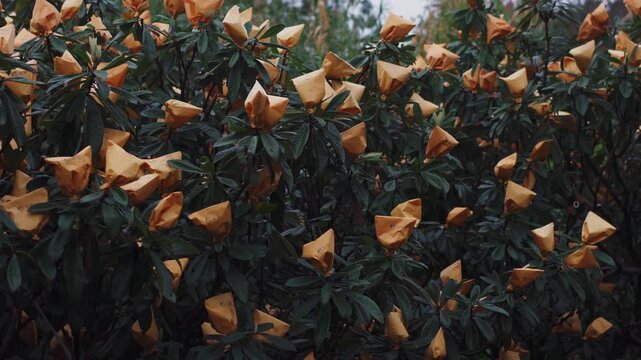Loquat tree covered with a bag