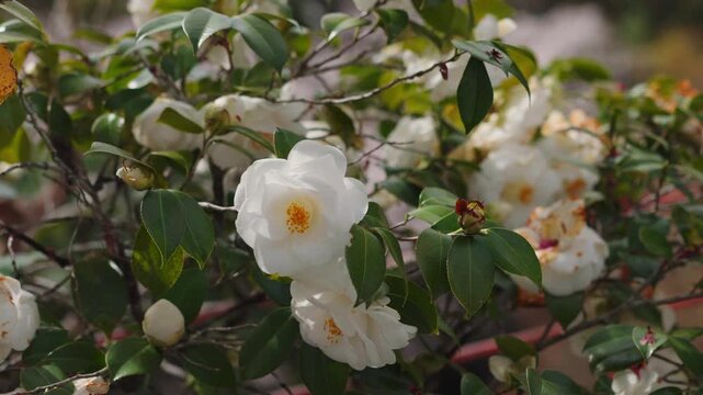 white Camellia Japonica alba Plena. 