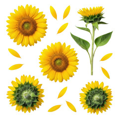 Vibrant yellow sunflower blooms, individual petals, and a complete flower with stem/leaves, on transparent background with copy space. Botanical flat lay concept