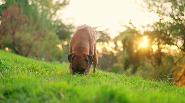 Boxer dog digging a hole in green grass