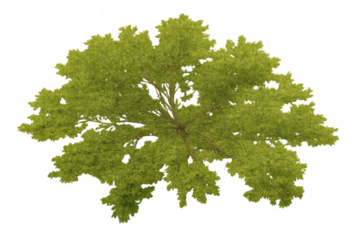 Top view of a lush green tree canopy with visible branches, offering a detailed plan view for landscaping and architecture design, transparent background