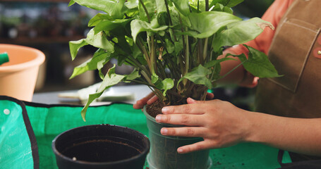 Nursery, gardening and hands of person with plant, flower pot and small business for growth....