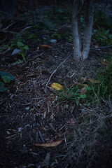 Fototapeta premium 日本の植物