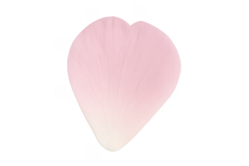 Pink flower petal isolated on transparent background