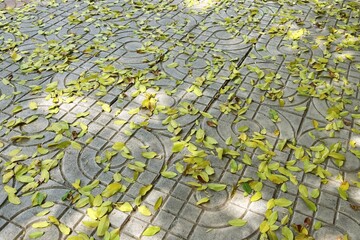 Fallen leaves on sidewalk texture background