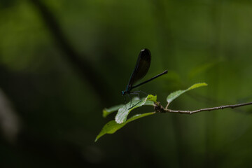 Dragonfly on Leaf