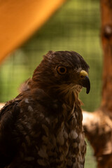 Fototapeta premium red tailed hawk