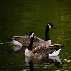 Canada Goose Family