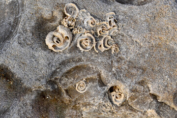 Close-up of ancient spiral shell fossils and prehistoric marine life embedded in a grey limestone rock on the coast of Kyrenia, Cyprus. Natural geological history and coastal texture. © IbrahimAlkan