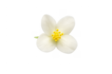 White jasmine flower blooming with yellow pistil