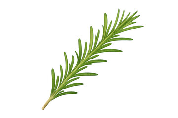Fototapeta premium Rosemary sprig showing fresh green leaves on transparent background