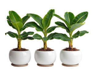 Obraz premium Three young banana plants in white pots with dark soil on a black backdrop