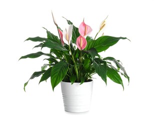 A vibrant potted flowering plant with green leaves and white-pink spathes
