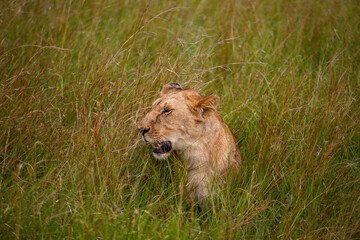 Leona adulta descansando entre la hierba alta de la sabana en Kenia, &Aacute;frica