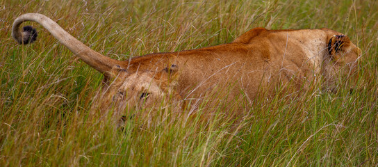 Leona adulta descansando entre la hierba alta de la sabana en Kenia, África