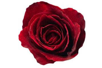 Red rose in elegant style with deep red color on white background for romantic greeting card
