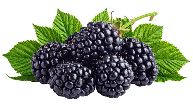 Ripe juicy blackberry with a green leaf isolated on a white background for fresh organic food diet