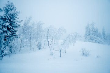 snow-covered taiga fir trees in the snow