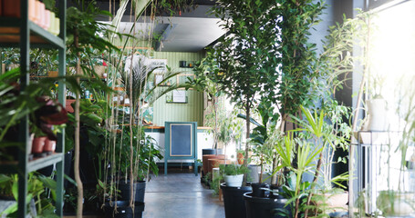 Plant, nursery and shelf with empty room in store for environment, gardening product and growth. Sustainability, eco friendly startup and small business with interior for agro decoration and pot