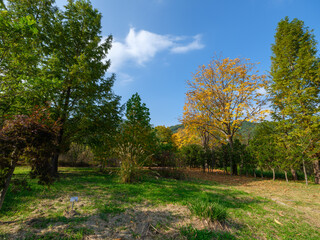 Fototapeta premium A landscape of a lush autumn forest with falling autumn leaves (Baekdudaegan National Arboretum, South Korea)